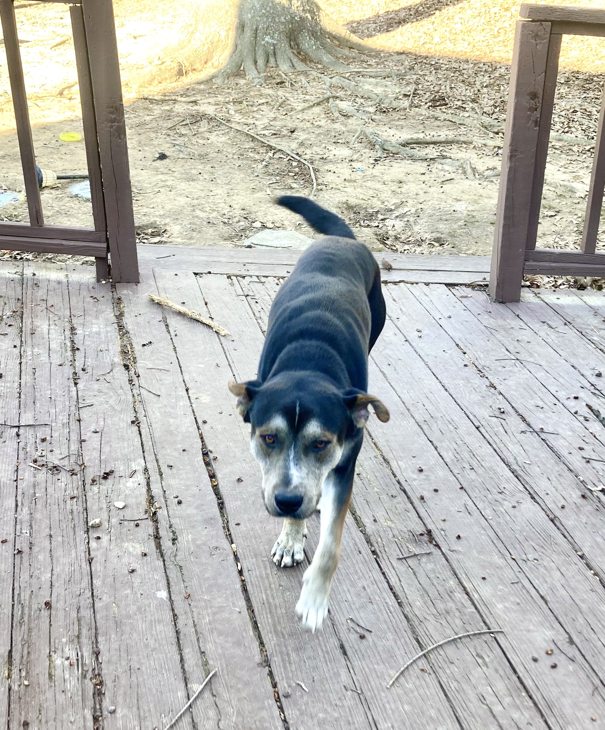 Frodo the Husky Mix, a Adopted mixed breed in Jackson, MS image 4/4