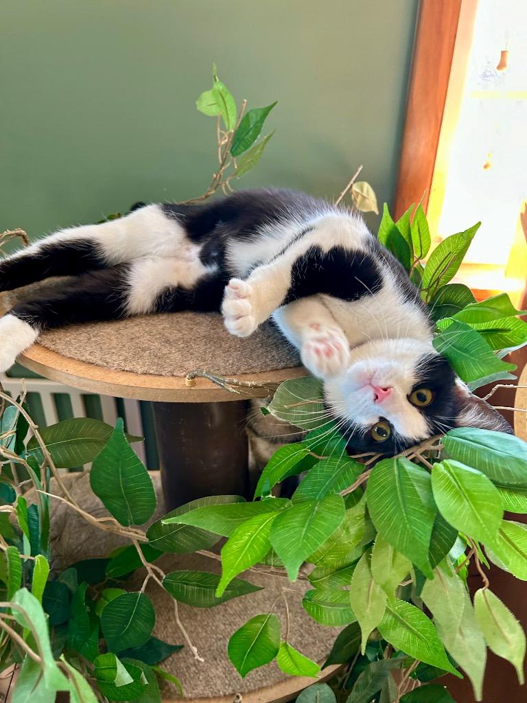 Batty, Adoptable, Young Female Domestic Short Hair.