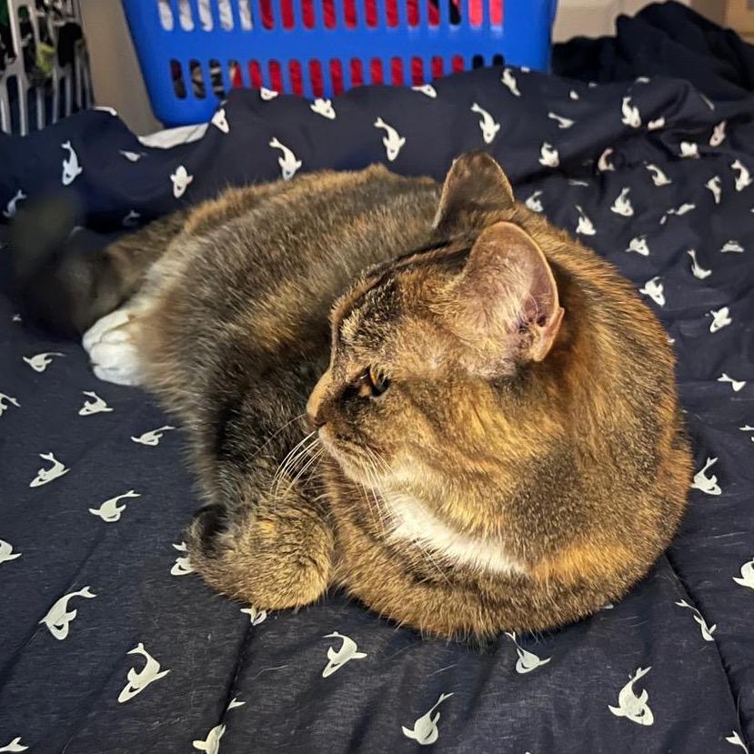 Monkey, Adoptable, Senior Female Domestic Short Hair.