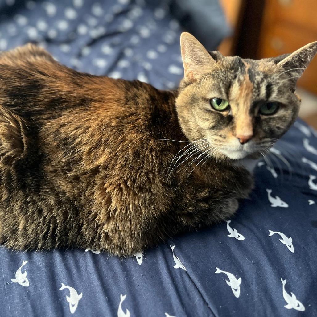 Monkey, a Adoptable Domestic Short Hair in Puslinch, ON image 2/6