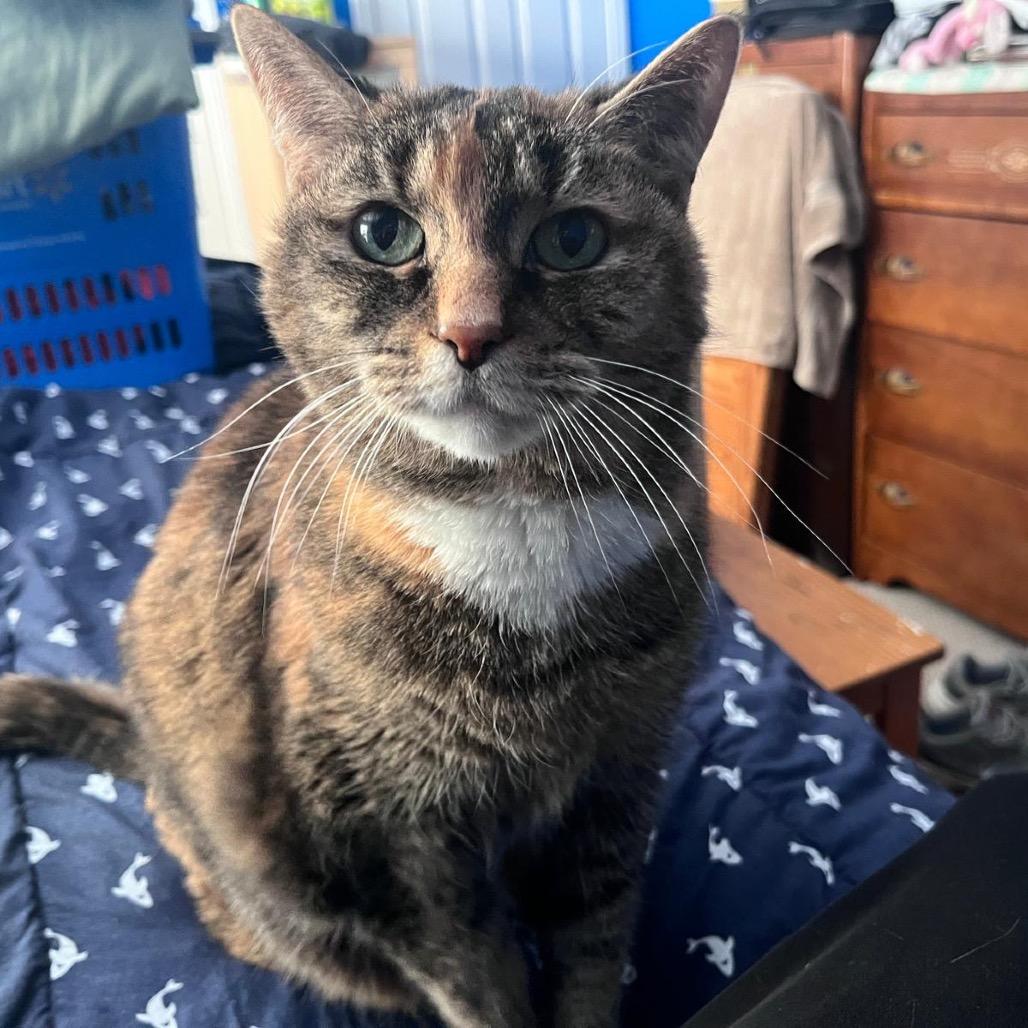 Monkey, a Adoptable Domestic Short Hair in Puslinch, ON image 3/6