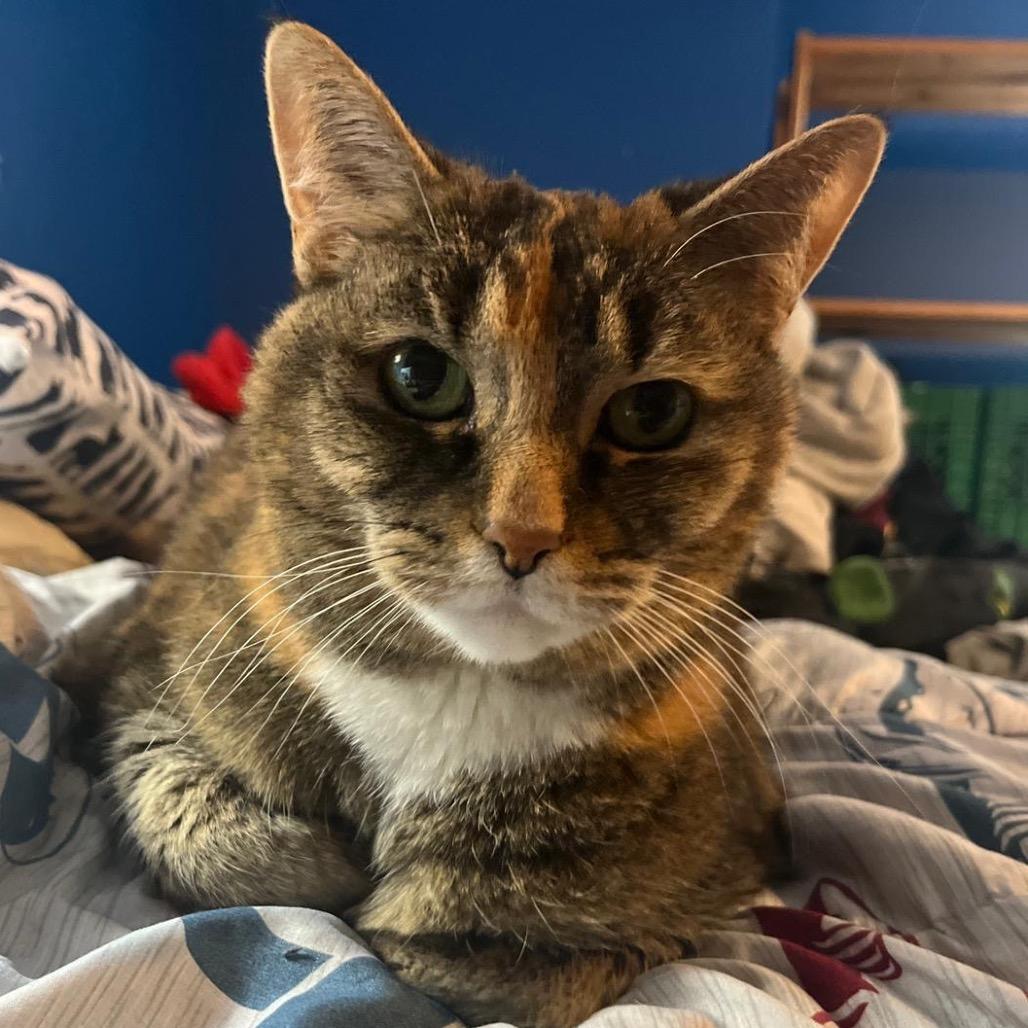 Monkey, a Adoptable Domestic Short Hair in Puslinch, ON image 4/6