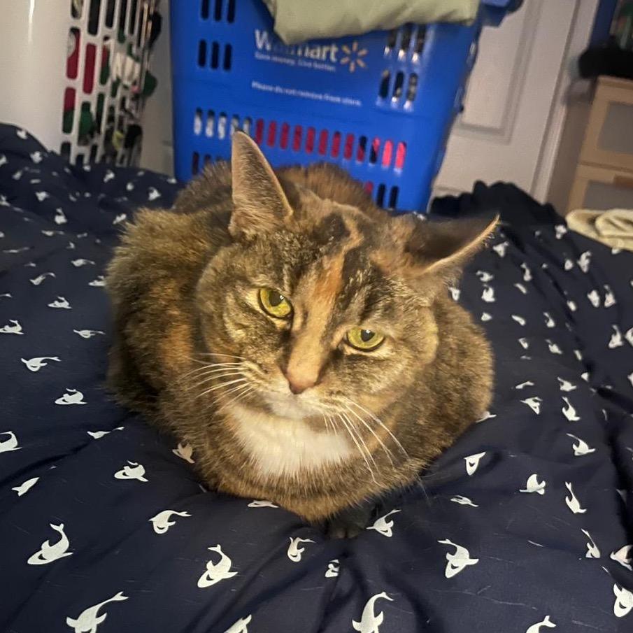 Monkey, a Adoptable Domestic Short Hair in Puslinch, ON image 5/6