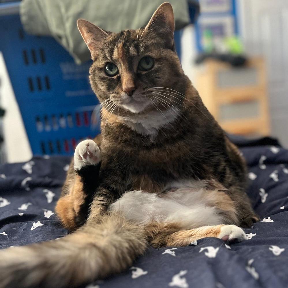 Monkey, a Adoptable Domestic Short Hair in Puslinch, ON image 6/6