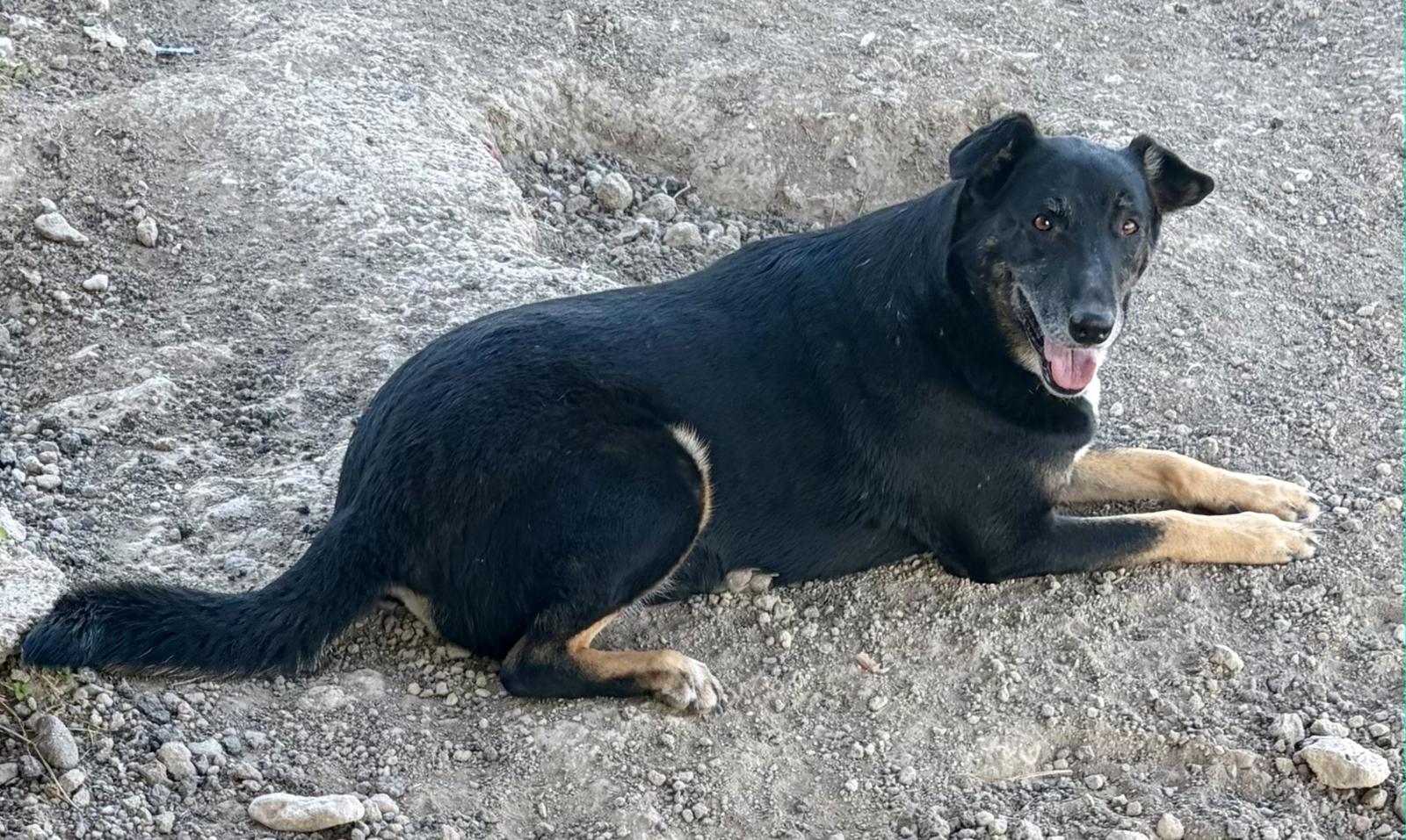 Enlarge Martha, a ADOPTABLE mixed breed in Luling, TX image 5/5
