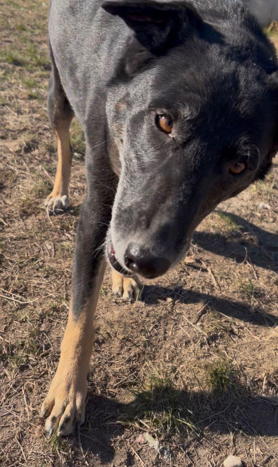Enlarge Martha, a ADOPTABLE mixed breed in Luling, TX image 3/5