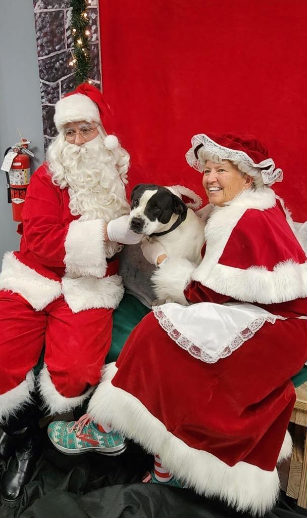 Agnes, a Adoptable Pit Bull Terrier in Greencastle, IN image 1/2