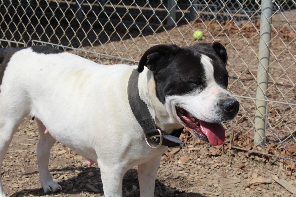 Agnes, Adoptable, Adult Female Pit Bull Terrier.