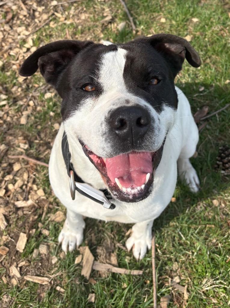 Enlarge Agnes, a Adoptable Pit Bull Terrier in Greencastle, IN image 2/6