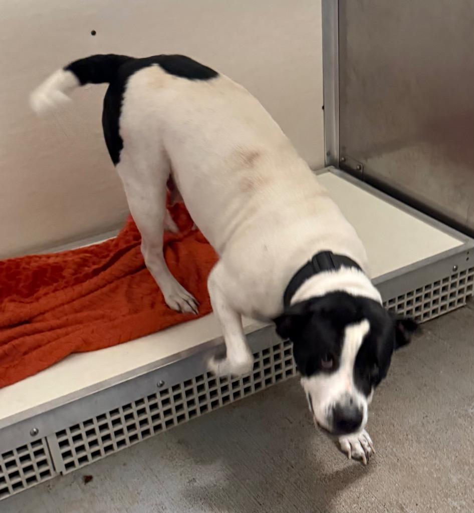 Agnes, Adoptable, Adult Female Pit Bull Terrier.