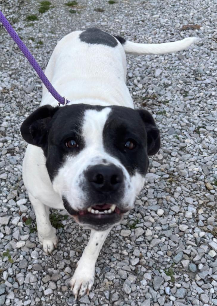 Enlarge Agnes, a Adoptable Pit Bull Terrier in Greencastle, IN image 3/6