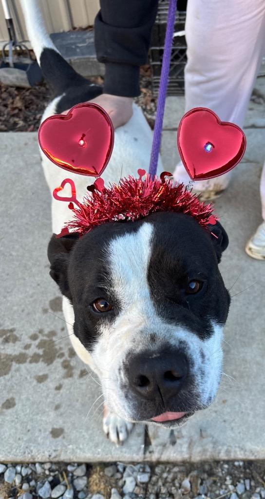 Enlarge Agnes, a Adoptable Pit Bull Terrier in Greencastle, IN image 5/6