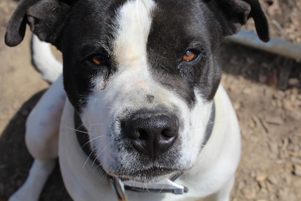 Enlarge Agnes, a Adoptable Pit Bull Terrier in Greencastle, IN image 6/6