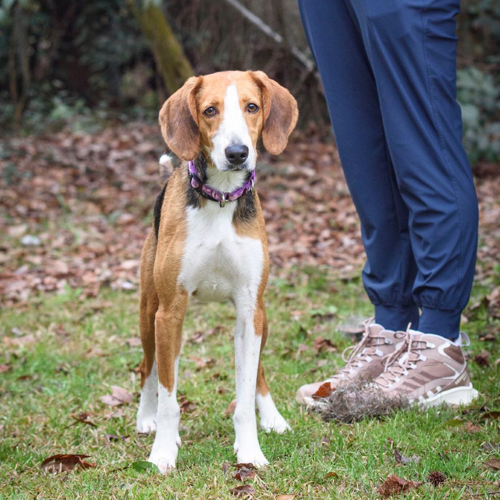 Enlarge Stella @ Foster, a Adoptable Hound in Summerville, SC image 4/6