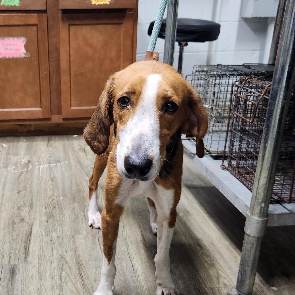 Enlarge Stella @ Foster, a Adoptable Hound in Summerville, SC image 6/6