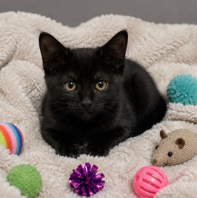 Enlarge Luna, a Adoptable Domestic Short Hair in Andover, MN image 1/2