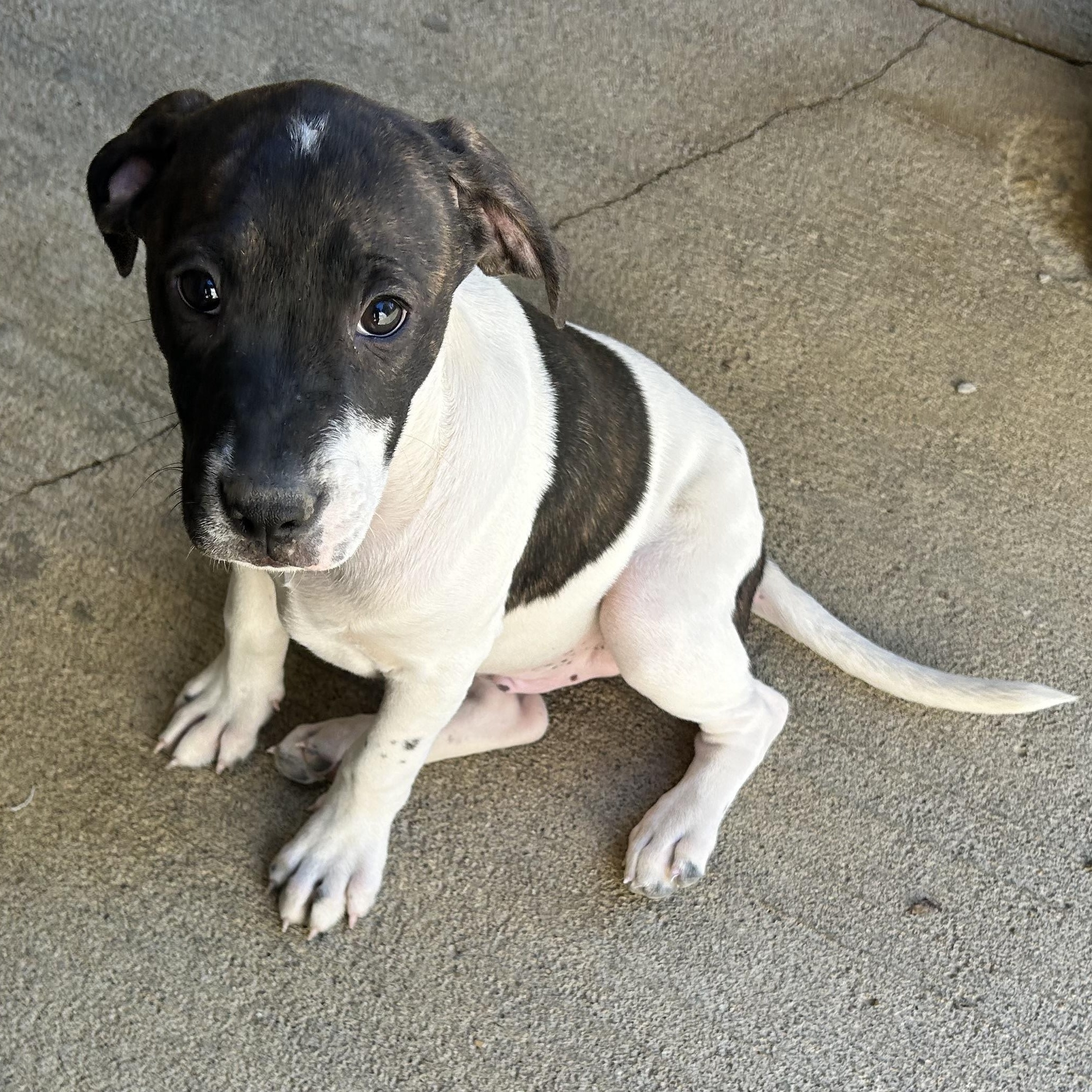 .KEEBLER-URGENT, Adoptable, Puppy Male Boxer & Hound.
