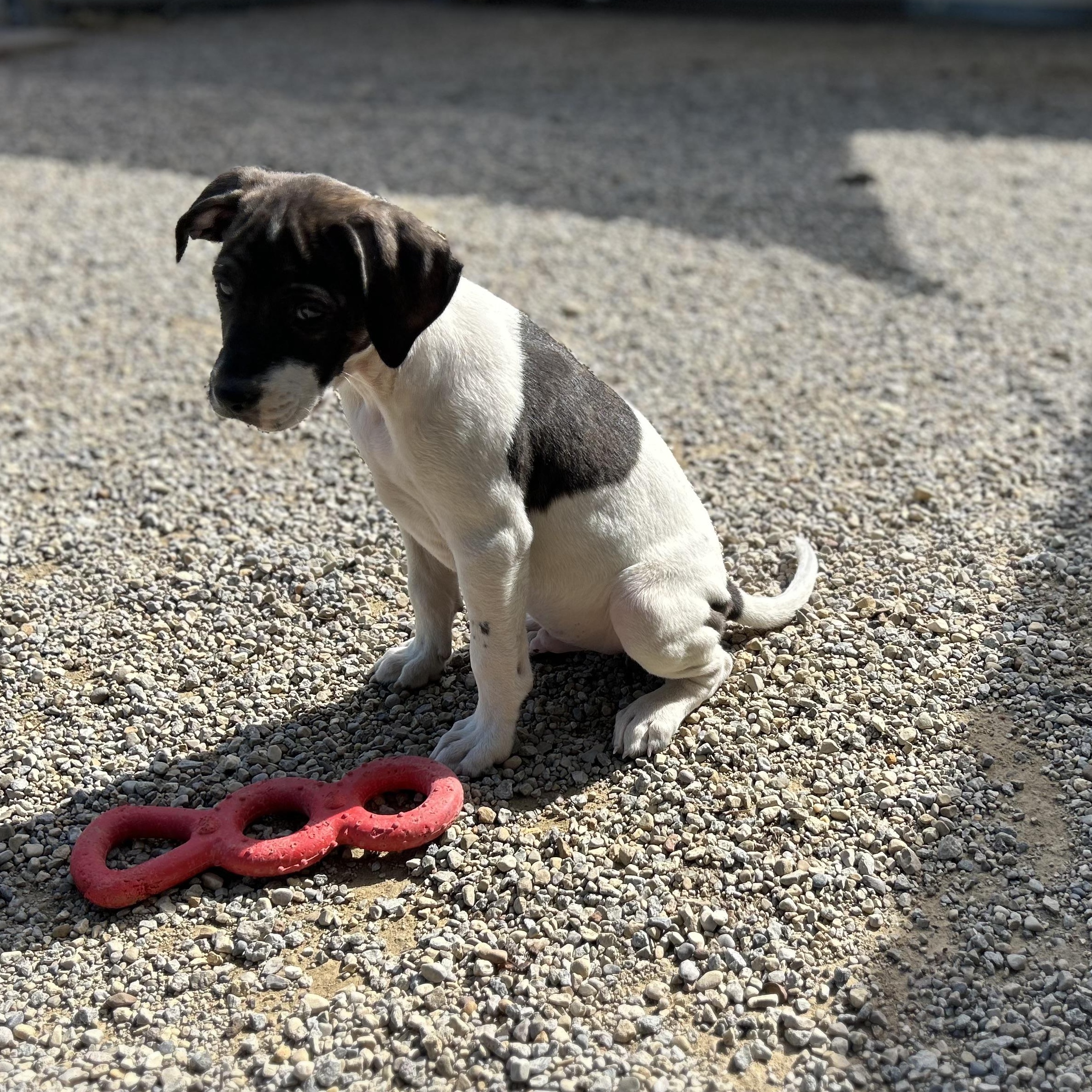 Enlarge .KEEBLER-URGENT, a Adoptable mixed breed in Wilmington, OH image 4/6