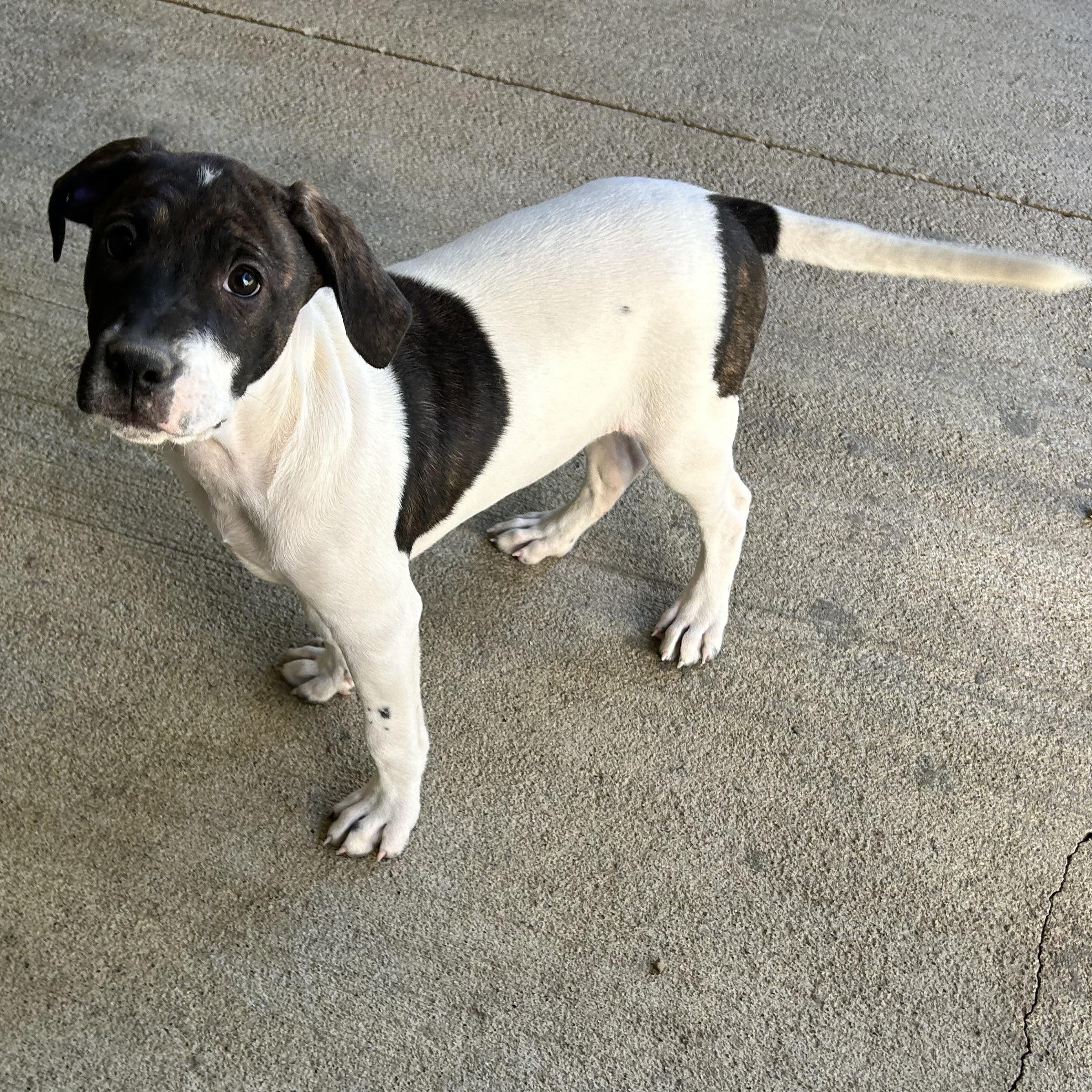 Enlarge .KEEBLER-URGENT, a Adoptable mixed breed in Wilmington, OH image 2/6