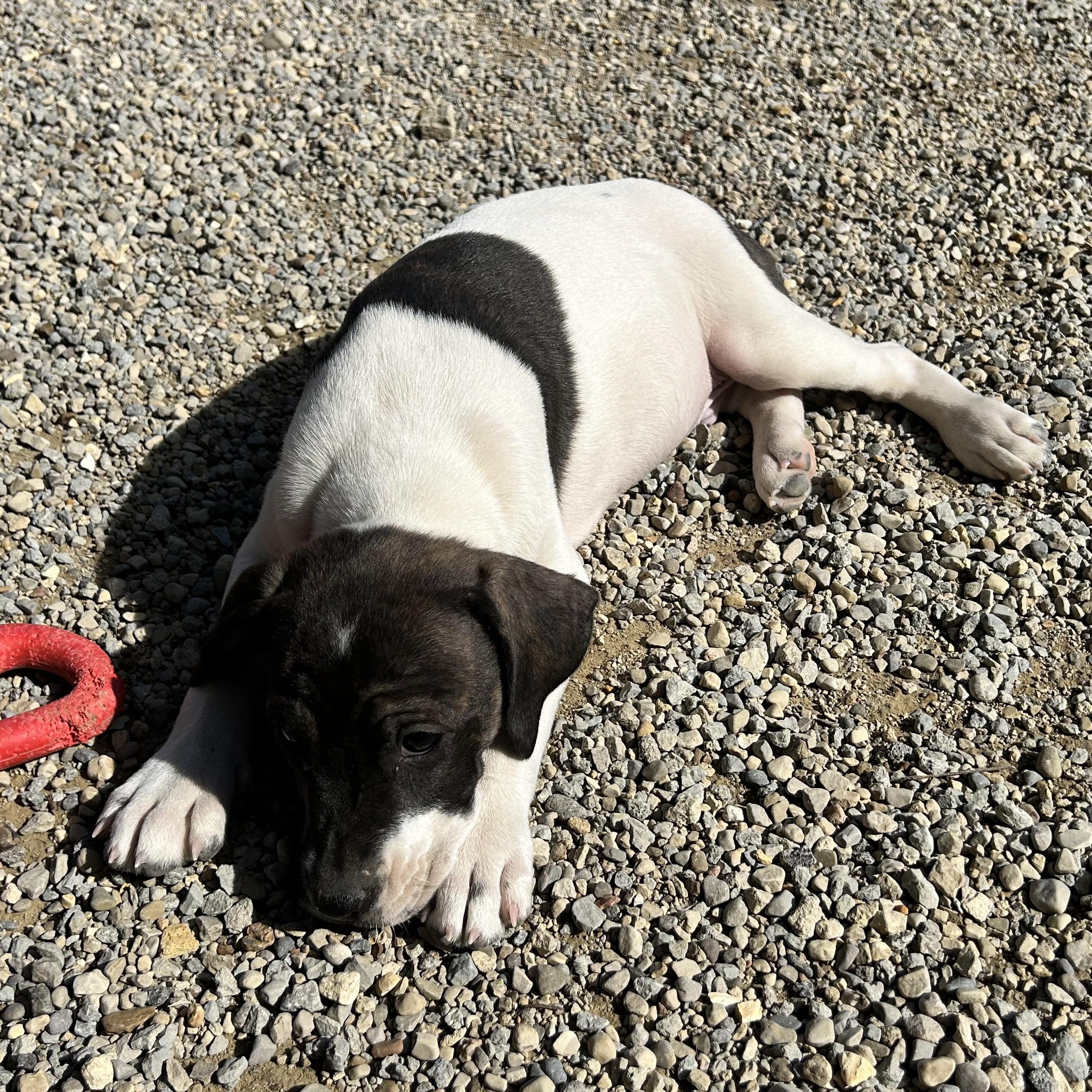 Enlarge .KEEBLER-URGENT, a Adoptable mixed breed in Wilmington, OH image 3/6