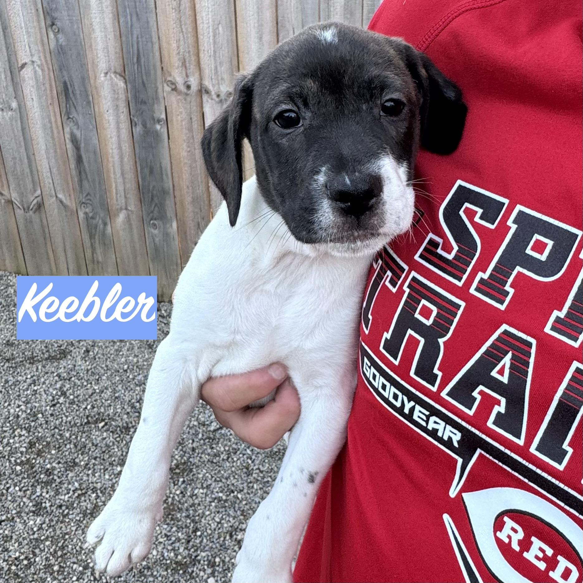 Enlarge .KEEBLER-URGENT, a Adoptable mixed breed in Wilmington, OH image 5/6
