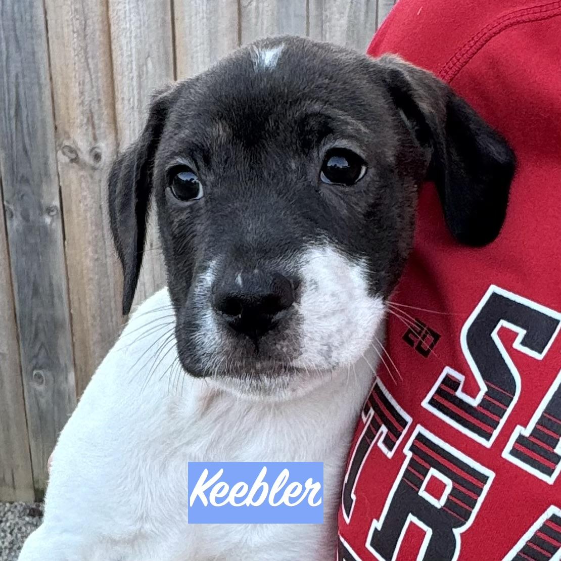 Enlarge .KEEBLER-URGENT, a Adoptable mixed breed in Wilmington, OH image 6/6