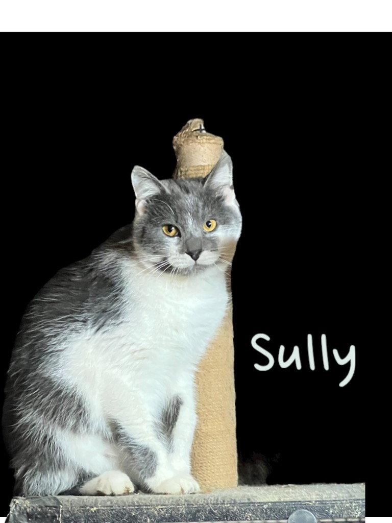 Sully, Adoptable, Adult Male Domestic Short Hair.