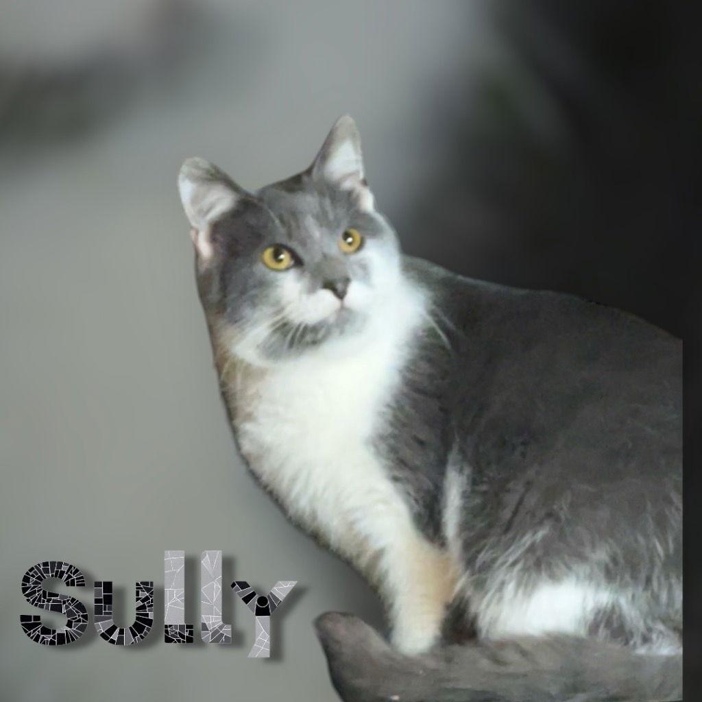 Sully, Adoptable, Young Male Domestic Short Hair.