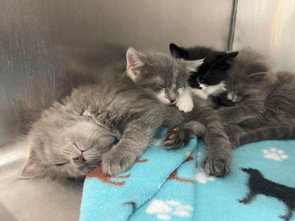 Sully, a Adoptable Domestic Short Hair in Cromwell, KY image 2/3