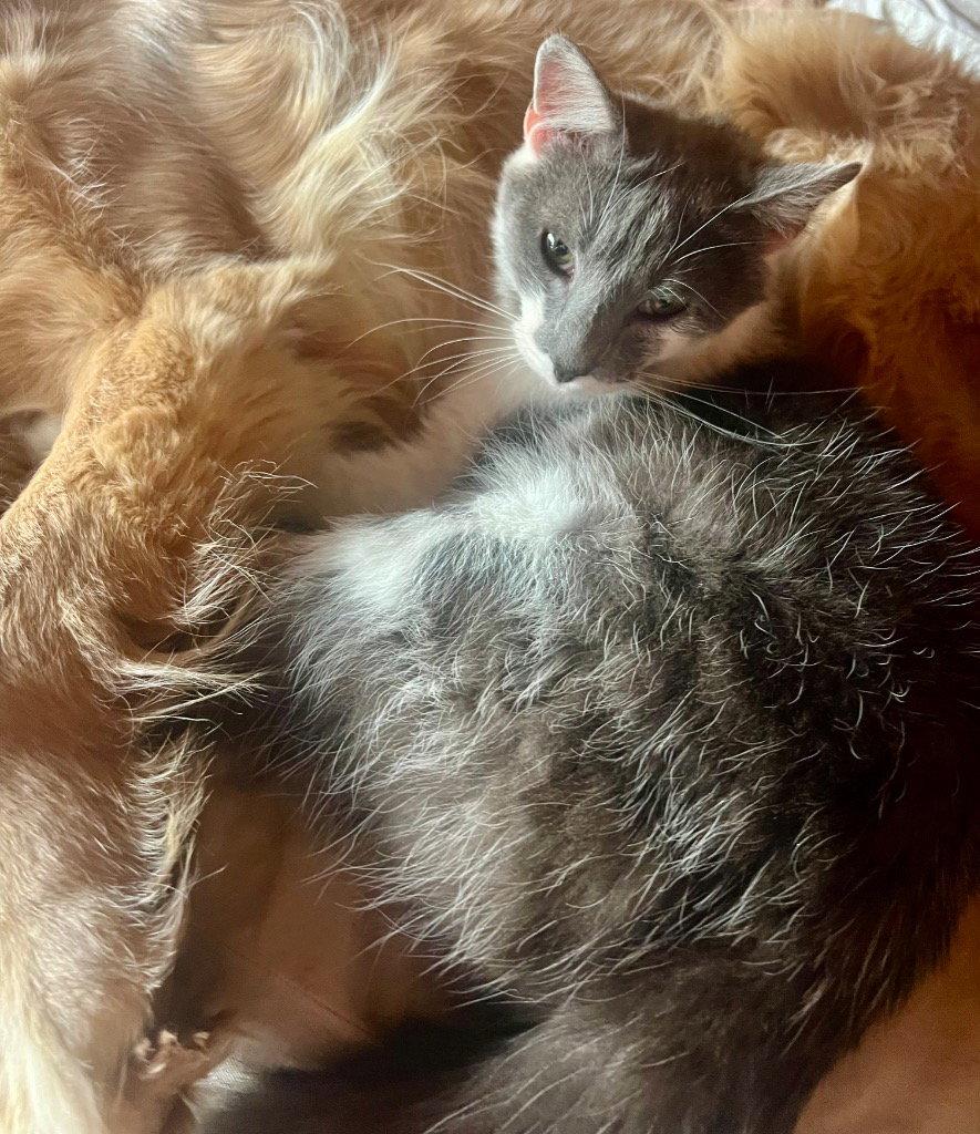 Enlarge Sully, a Adoptable Domestic Short Hair in Cromwell, KY image 2/3