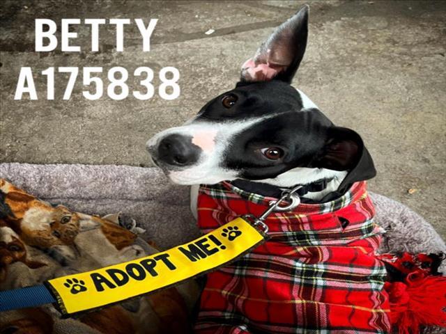 BETTY, Adoptable, Young Female Pit Bull Terrier & Mixed Breed.