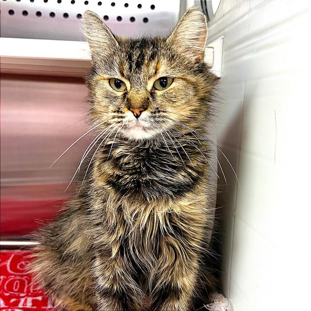 Dusty Lady Gogurt, a Adoptable Domestic Long Hair in Hannibal, MO image 3/3