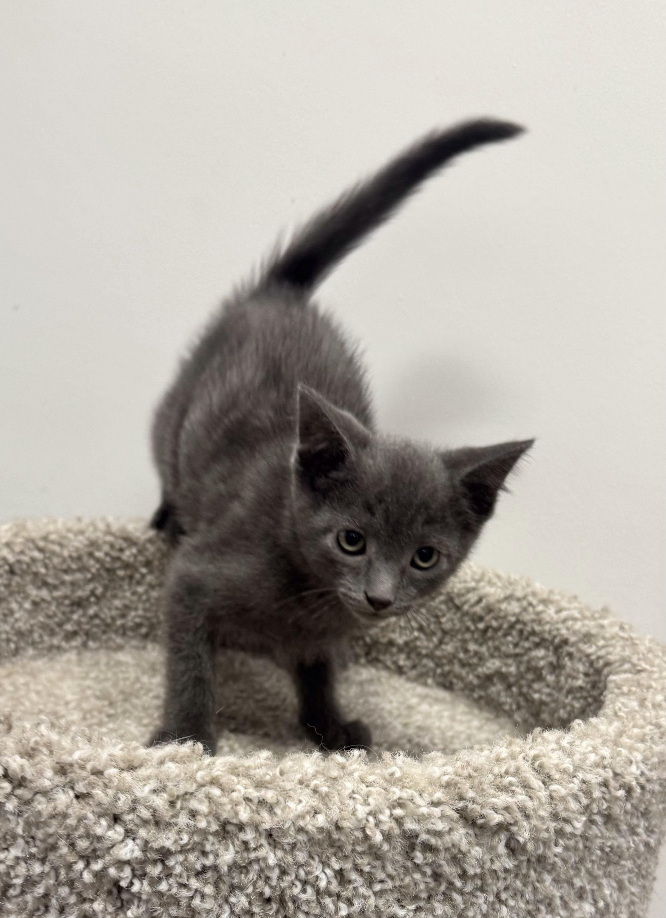 Enlarge Nimbus, a Adoptable Domestic Short Hair in Pickering, ON image 1/2