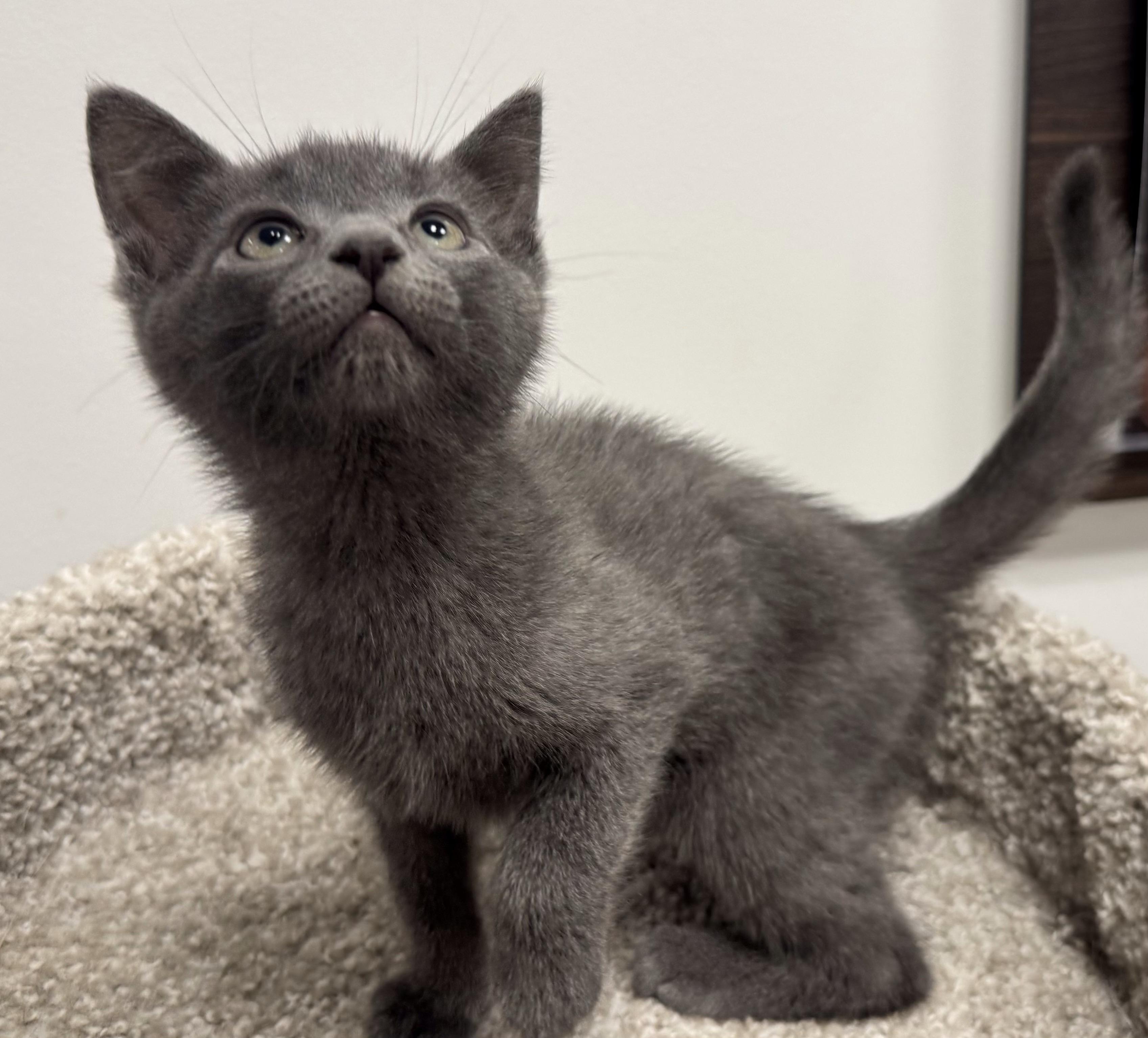 Enlarge Nimbus, a Adoptable Domestic Short Hair in Pickering, ON image 2/2