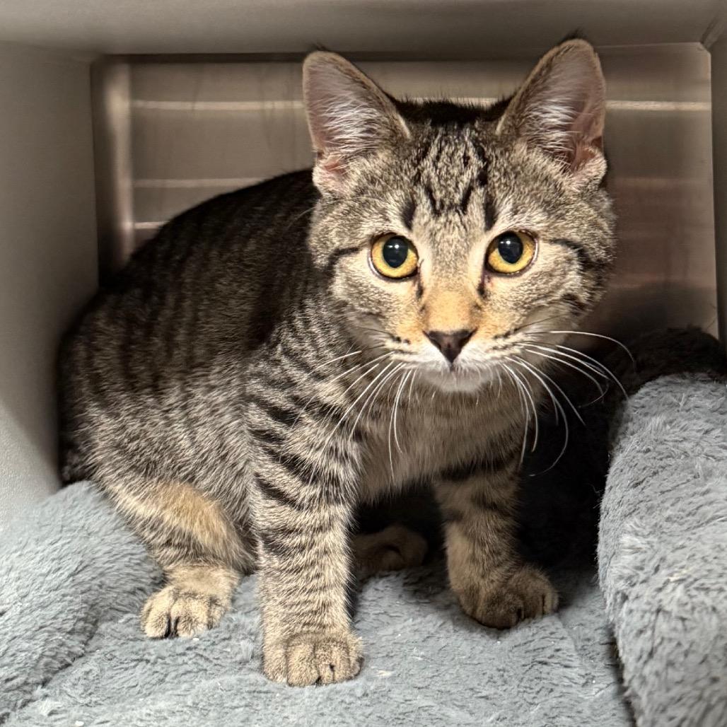 Twixie, Adoptable, Kitten Female Domestic Short Hair.