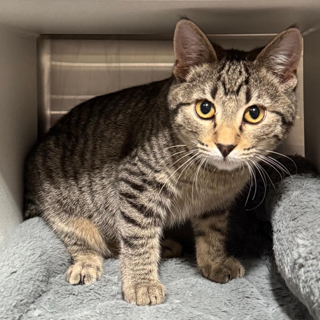 Enlarge Twixie, a Adoptable Domestic Short Hair in Cedaredge, CO image 2/5