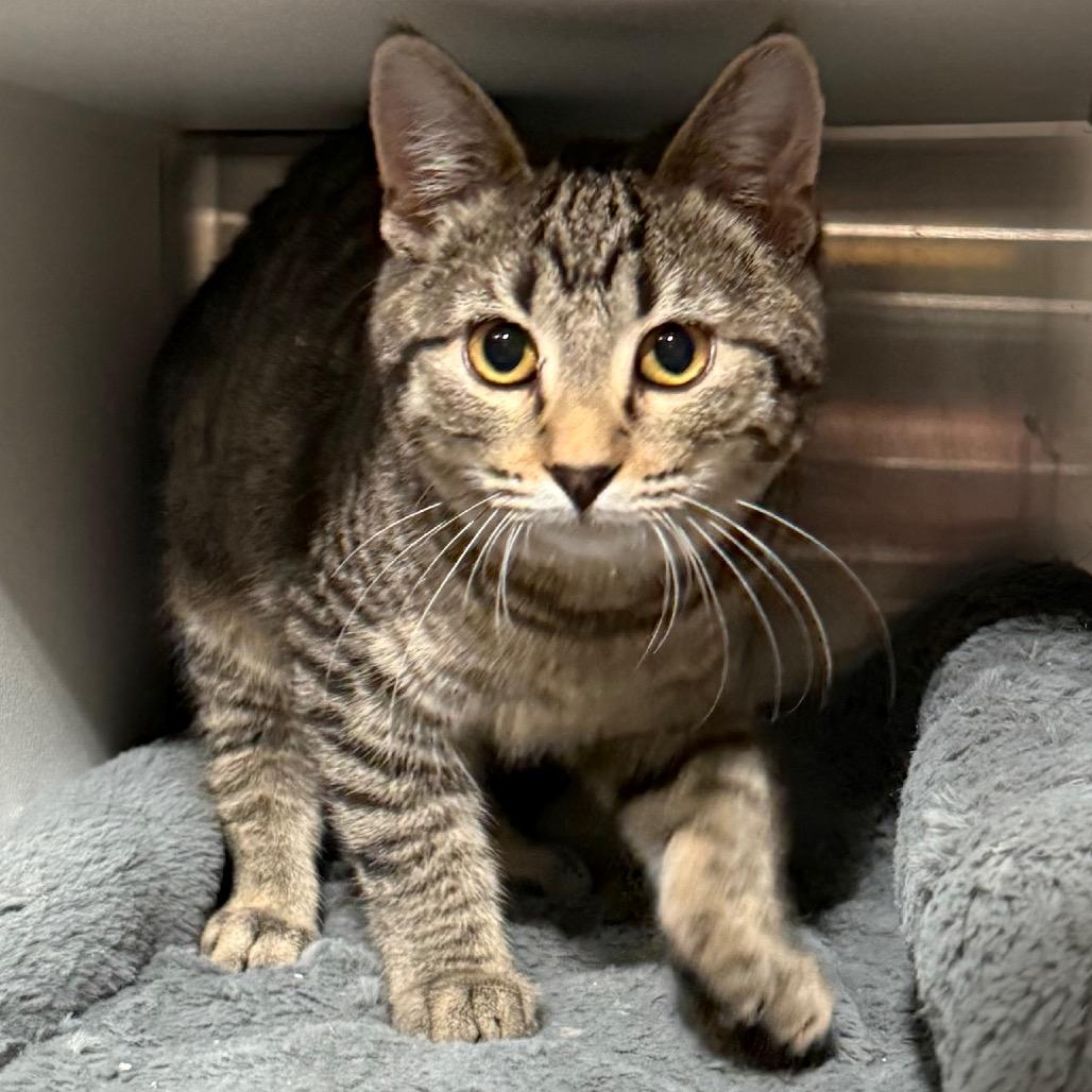 Enlarge Twixie, a Adoptable Domestic Short Hair in Cedaredge, CO image 3/5