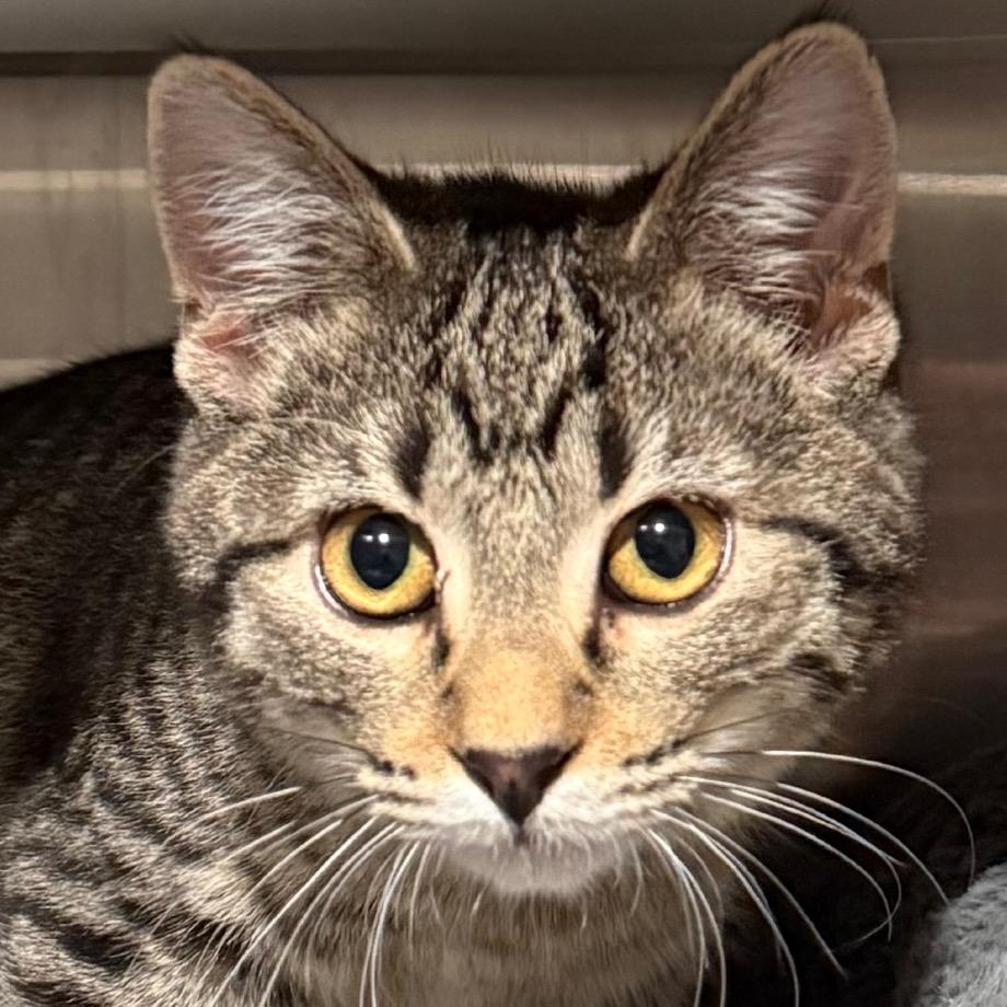 Enlarge Twixie, a Adoptable Domestic Short Hair in Cedaredge, CO image 4/5