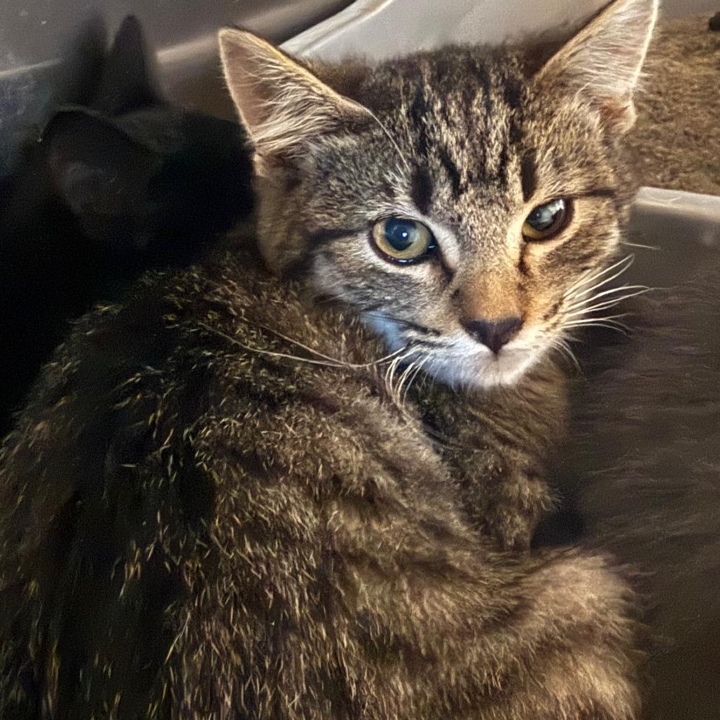 Enlarge Twixie, a Adoptable Domestic Short Hair in Cedaredge, CO image 5/5