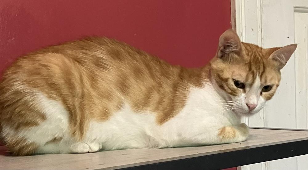 Kajou, Adoptable, Kitten Male Egyptian Mau & Exotic Shorthair.