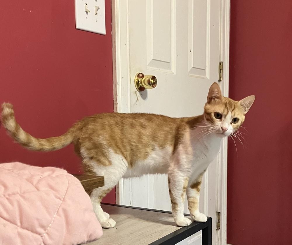 Enlarge Kajou, a Adoptable mixed breed in WOLCOTT, CT image 4/6