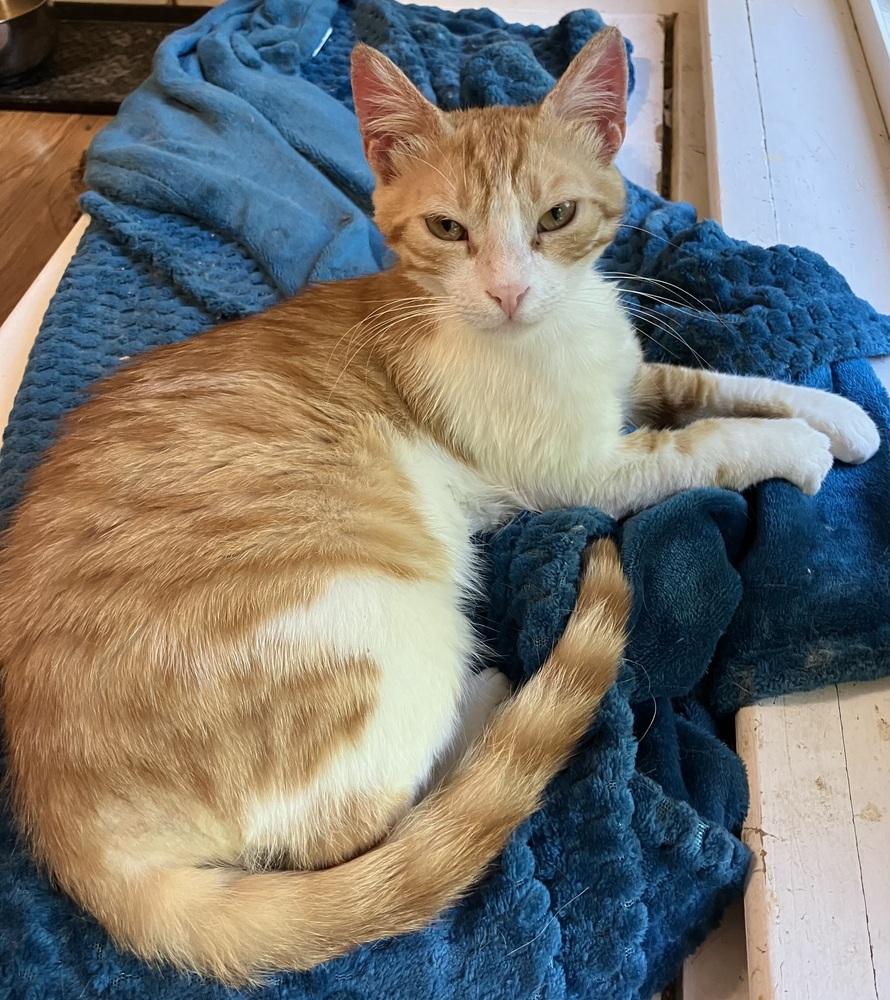 Enlarge Kajou, a Adoptable mixed breed in WOLCOTT, CT image 5/6