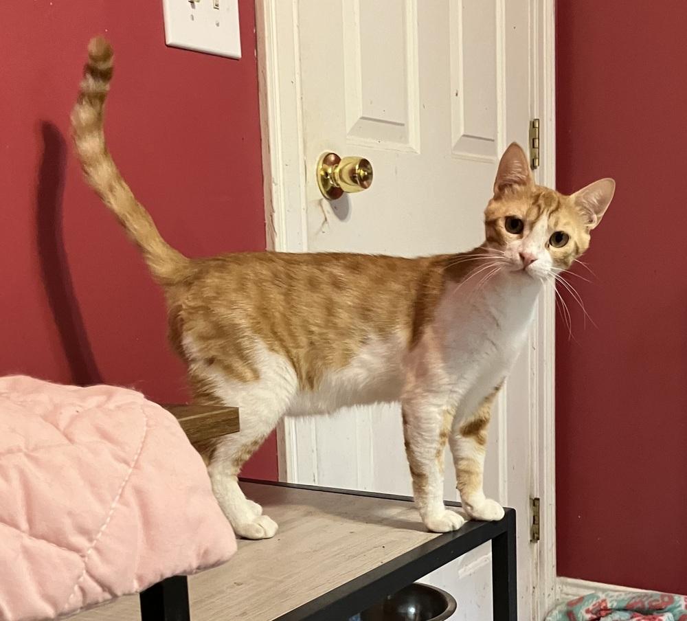 Enlarge Kajou, a Adoptable mixed breed in WOLCOTT, CT image 6/6