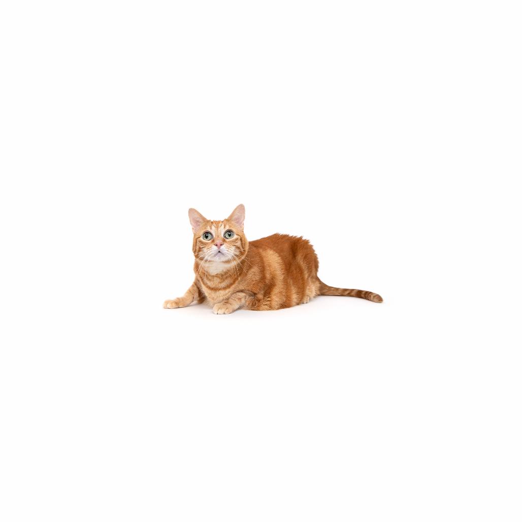 Chewpi, Adoptable, Adult Female Domestic Short Hair.