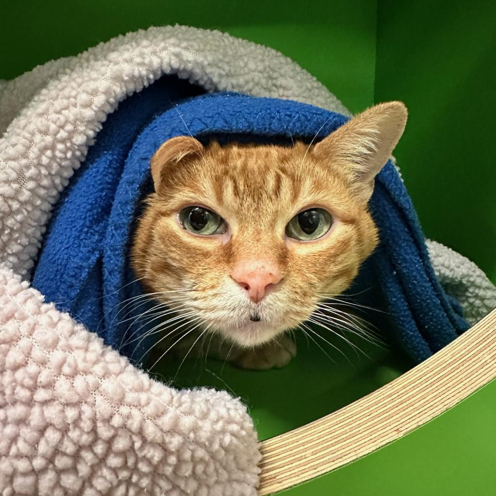 Chewpi, a Adoptable Domestic Short Hair in Playa Vista, CA image 2/6