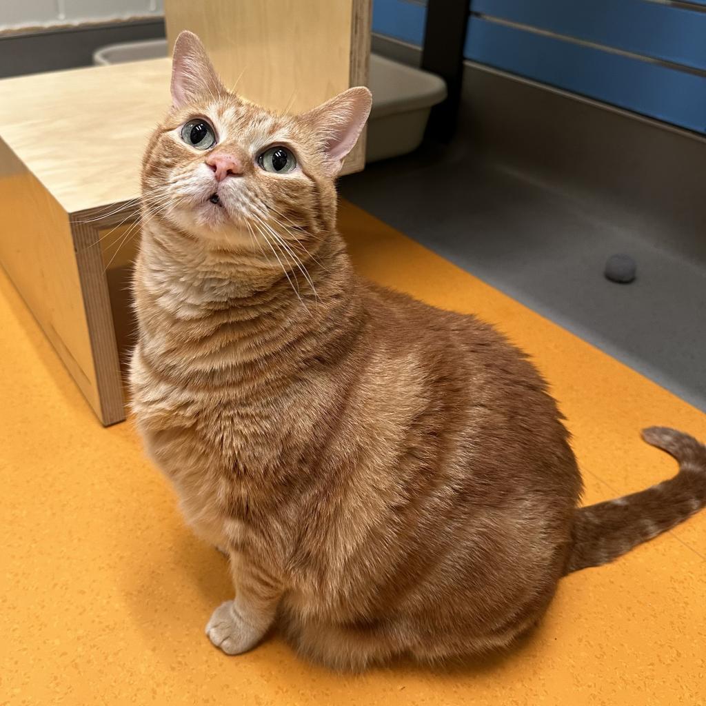 Chewpi, a Adoptable Domestic Short Hair in Playa Vista, CA image 3/6