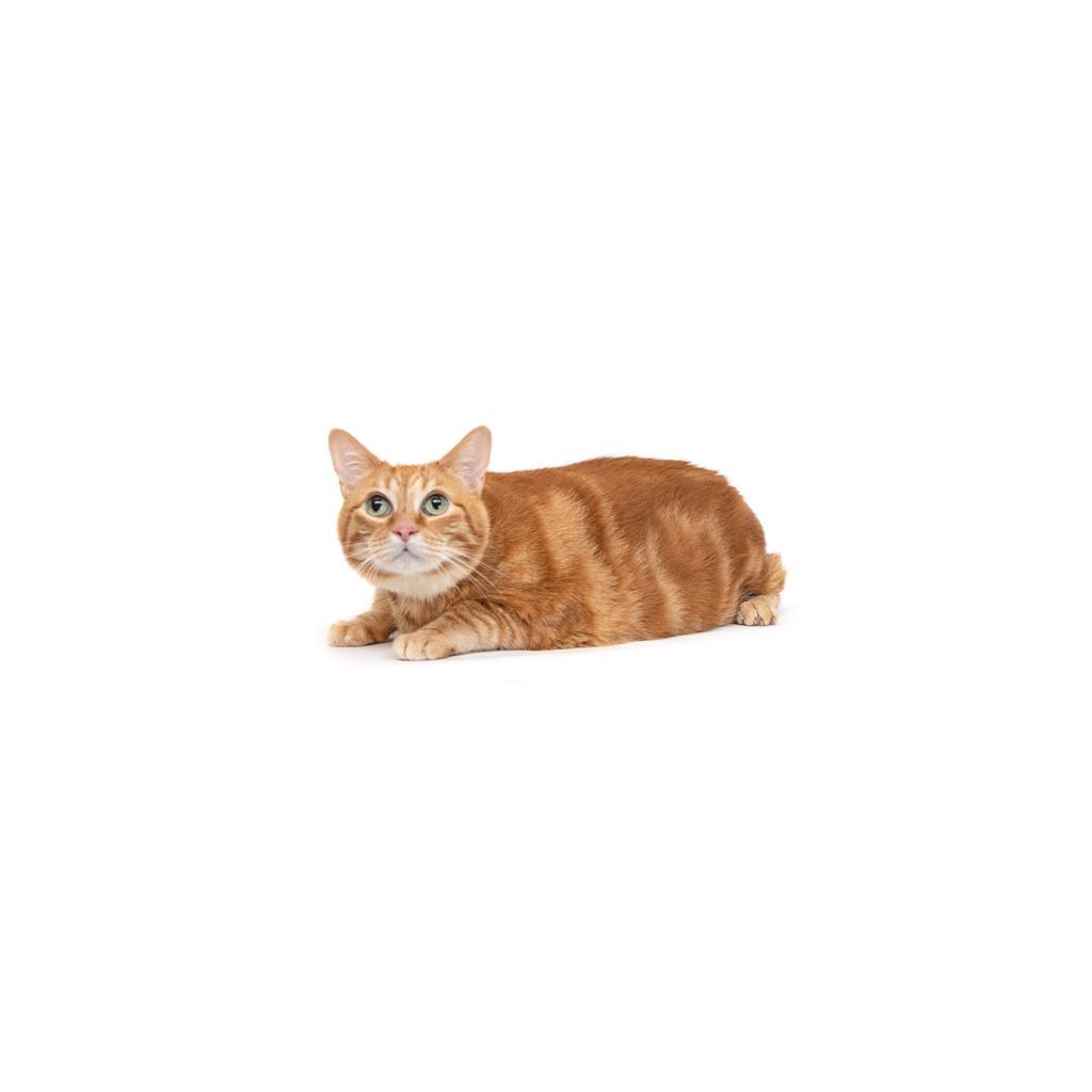 Chewpi, a Adoptable Domestic Short Hair in Playa Vista, CA image 4/6