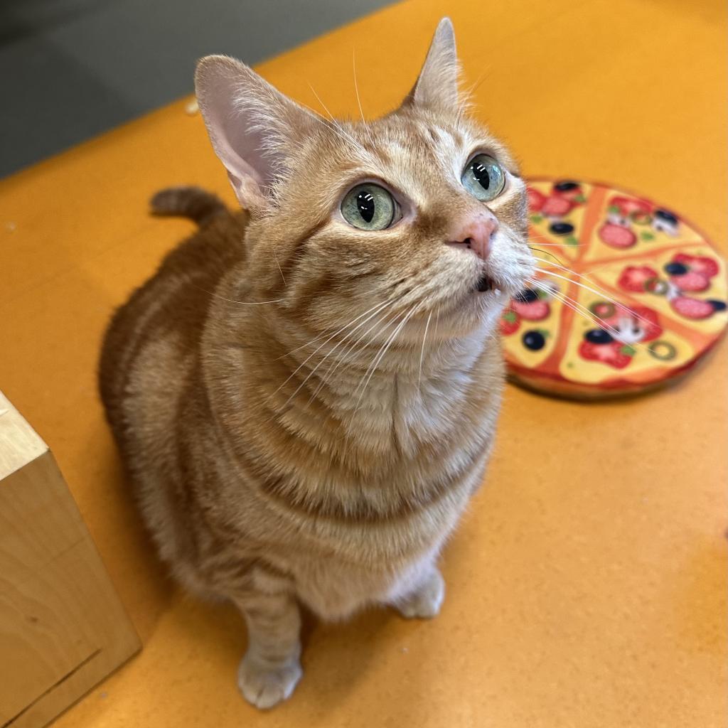 Chewpi, a Adoptable Domestic Short Hair in Playa Vista, CA image 6/6