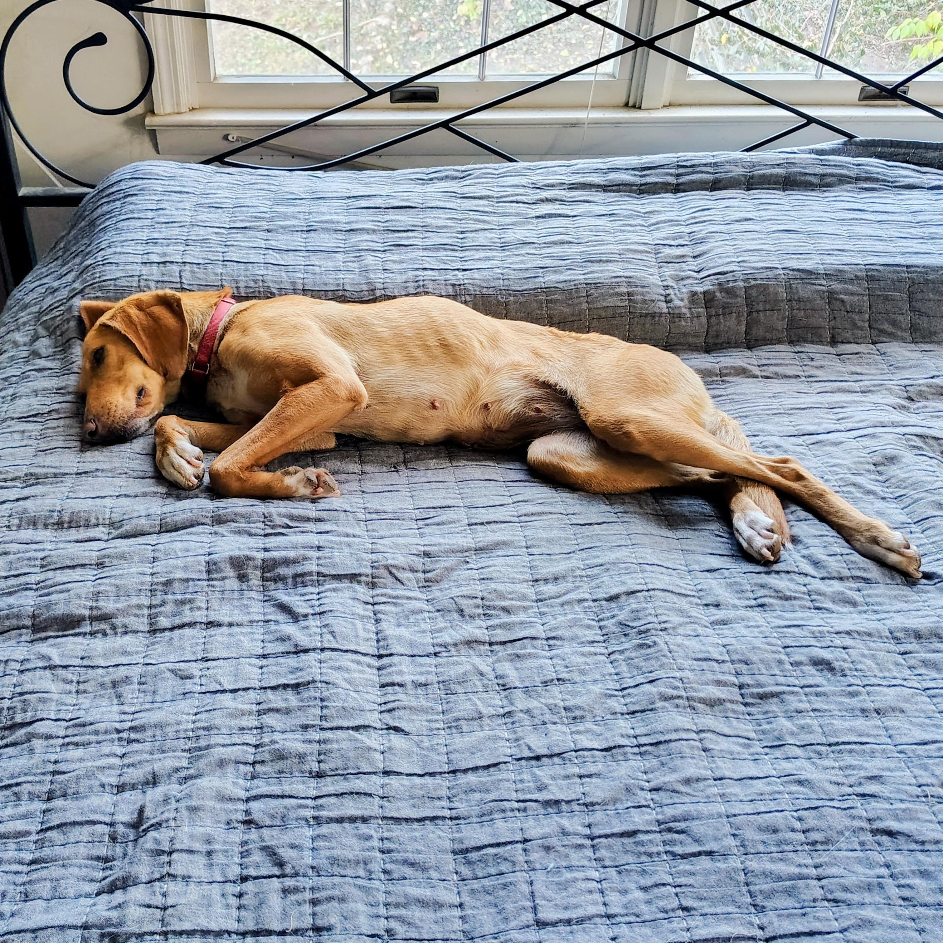 Enlarge Ginger, a Adoptable mixed breed in Terrace Park, OH image 5/5