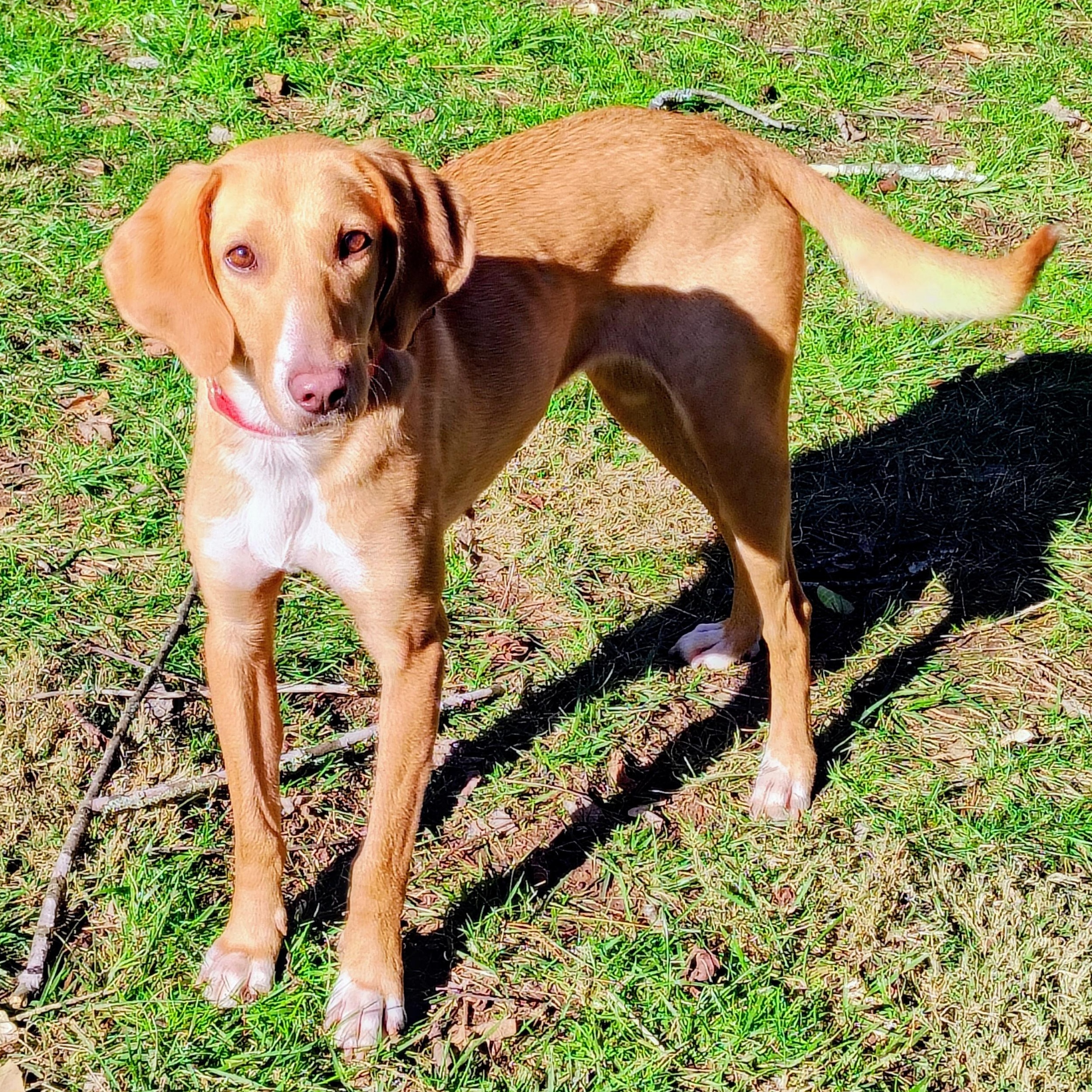 Ginger, Adoptable, Adult Female Hound & Labrador Retriever.